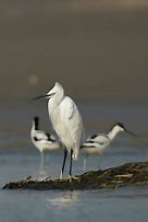 peck at